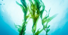 3 причины полюбить водоросли
