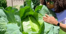 Звезда огорода: Опра Уинфри вырастила огромную капусту