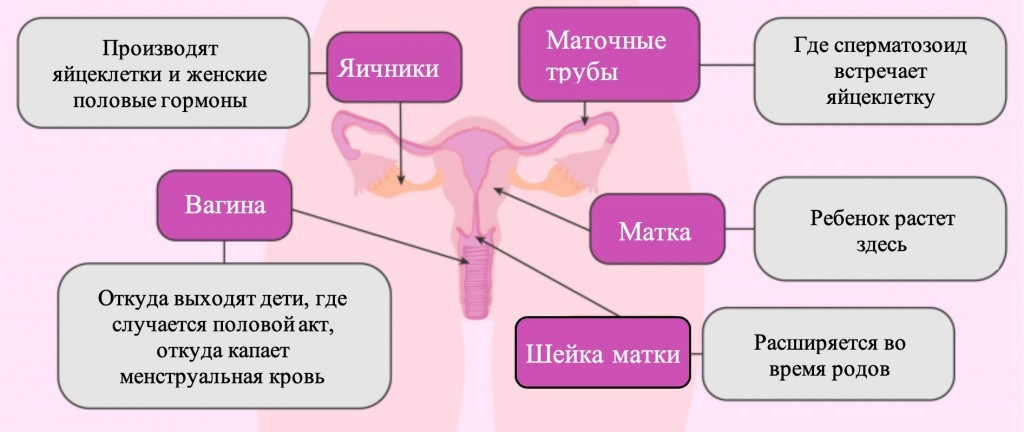 Как избежать беременности: (не очень) краткое введение в мир женской контрацепции