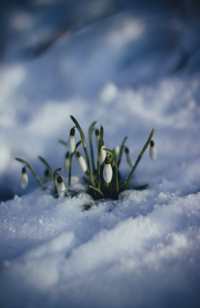 15 цитат великих поэтов о приходящей весне!