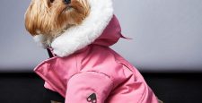 Модные питомцы: Moose Knuckles выпустил коллекцию верхней одежды для собак
