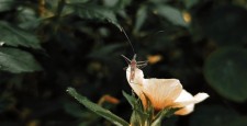 Исследование: какие запахи привлекают комаров, а какие – отпугивают