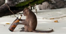 Ученые вылечили обезьян от алкоголизма: получится ли этот эксперимент с людьми?