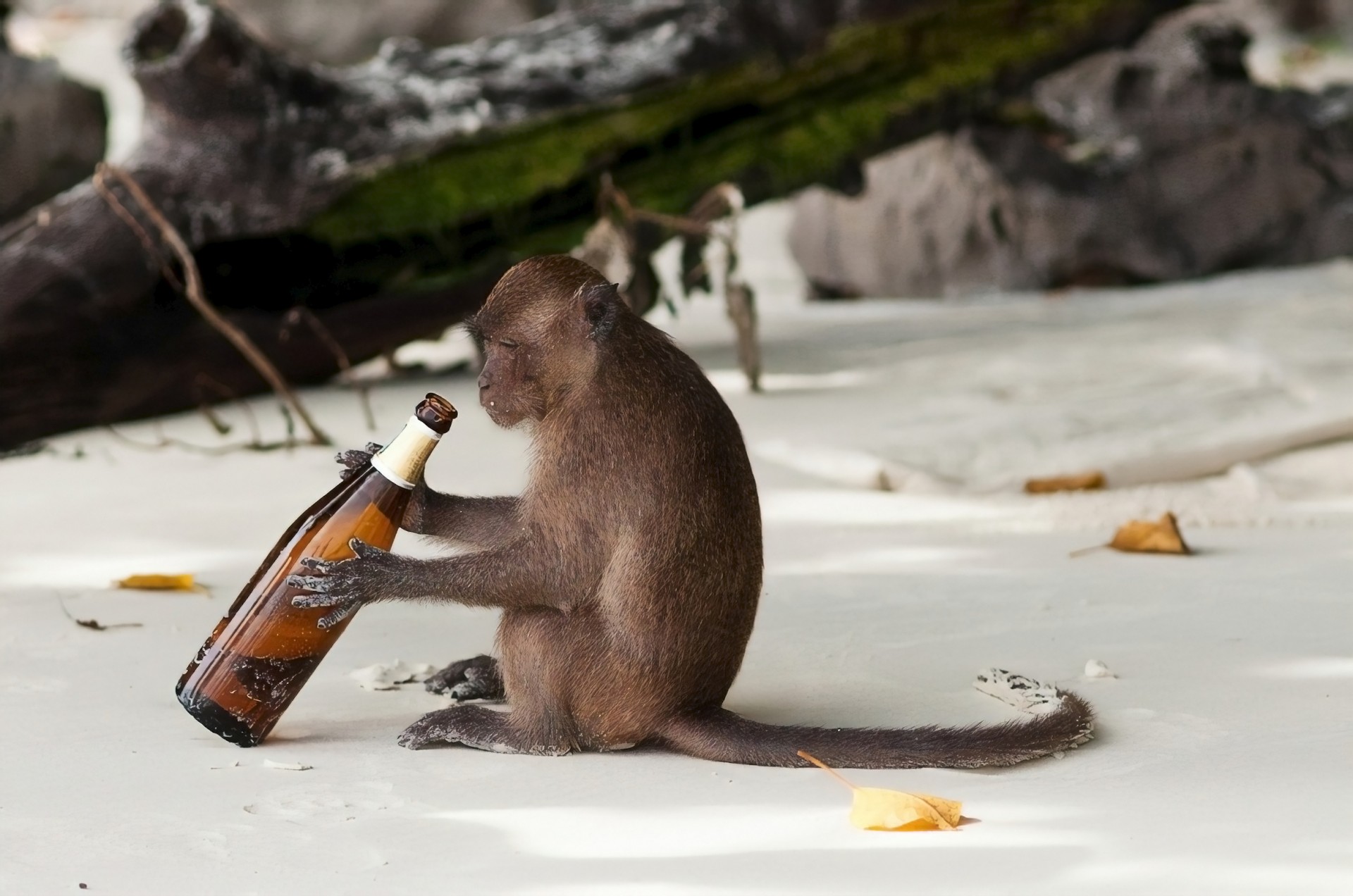 Ученые вылечили обезьян от алкоголизма: получится ли этот эксперимент с людьми?