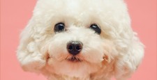 В Южной Корее выпустили специальный телевизор для собак. В чем его отличие от обычного?