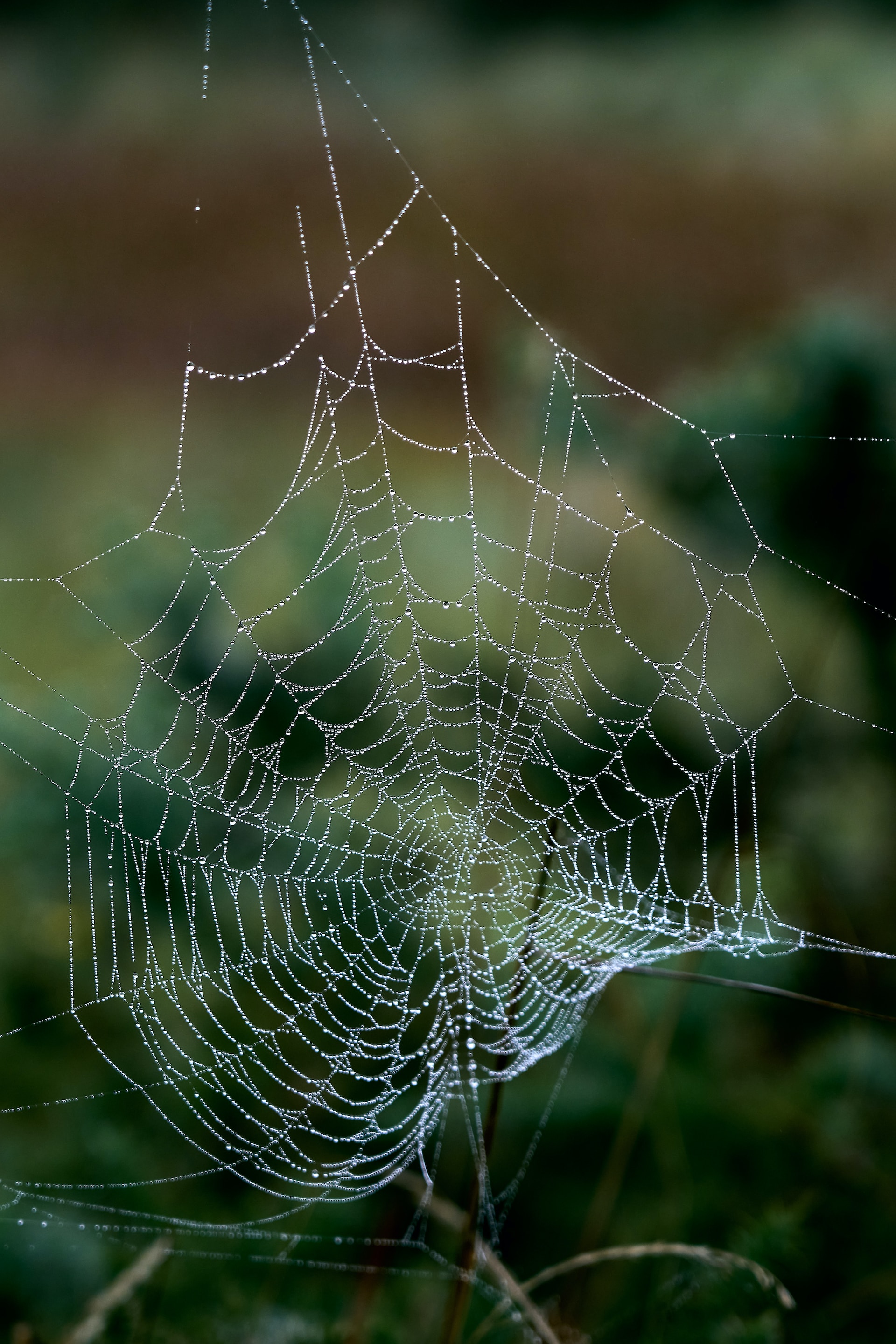 Тосичные отношения: что такое «spider webbing»?