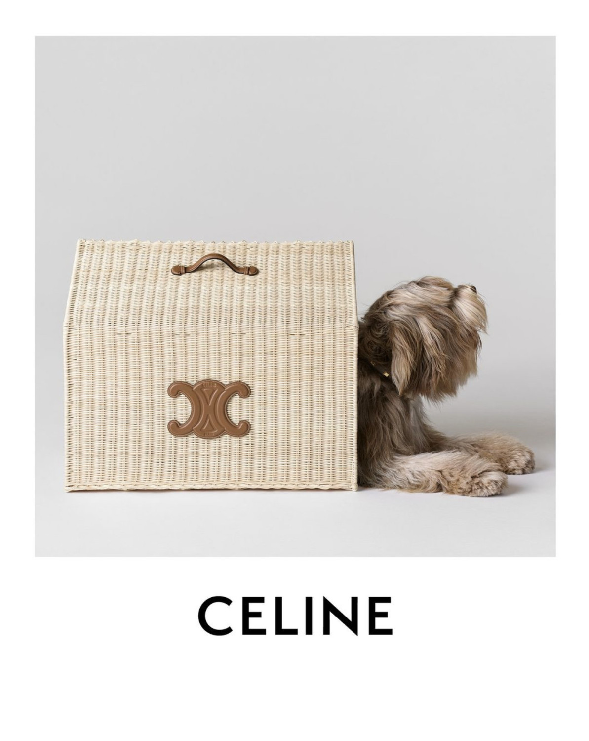 Celine аксессуары для собак