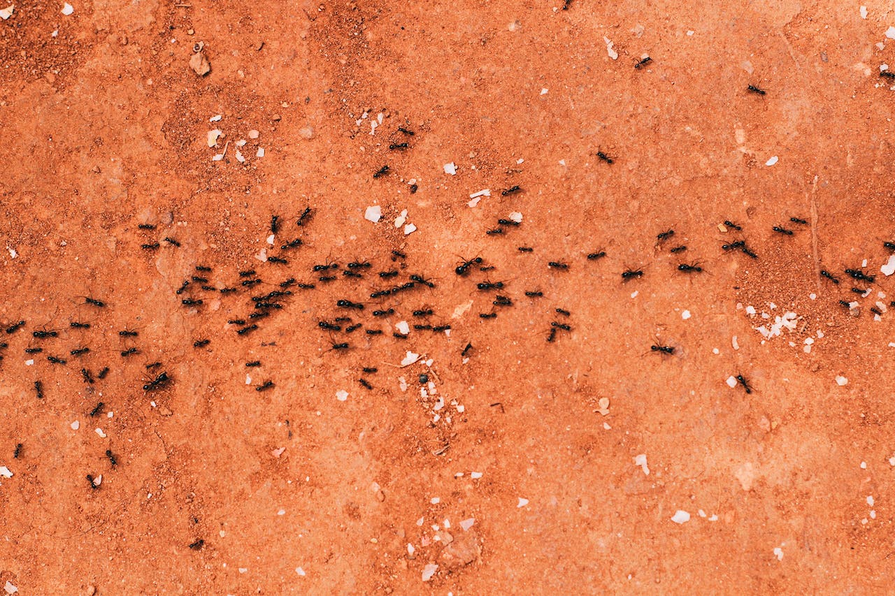 синдром муравья