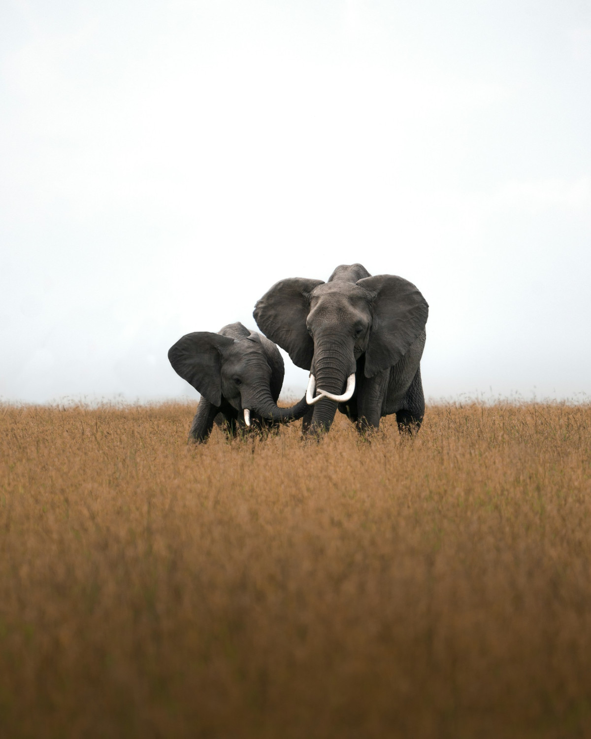 Слон, два слона, метод слонов и лягушек